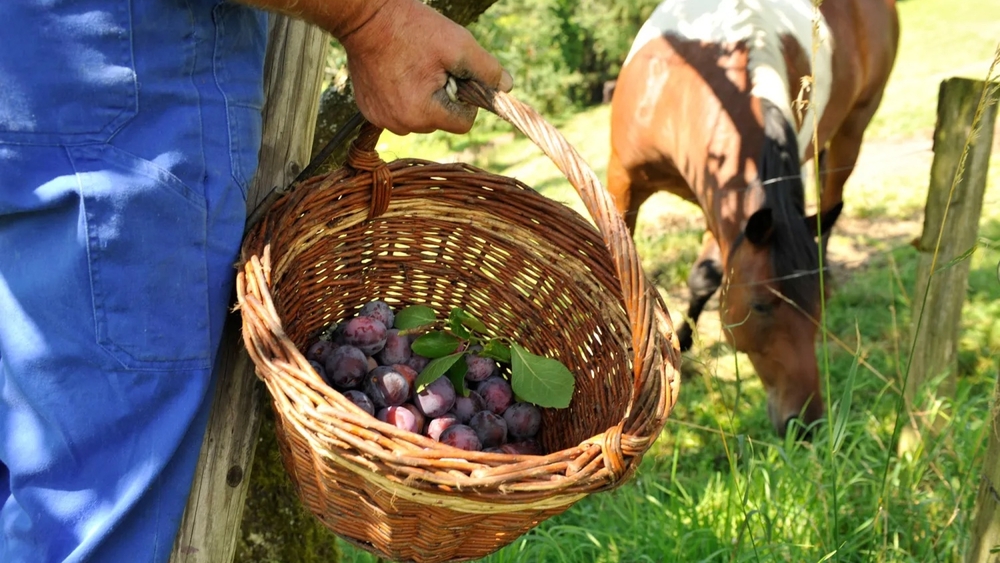 Pflaumenernte auf dem Bauernhof