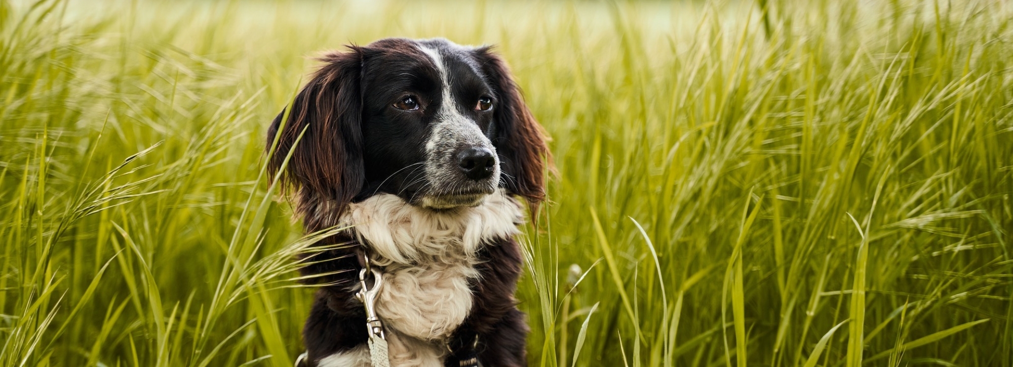 Mit dem Hund unterwegs