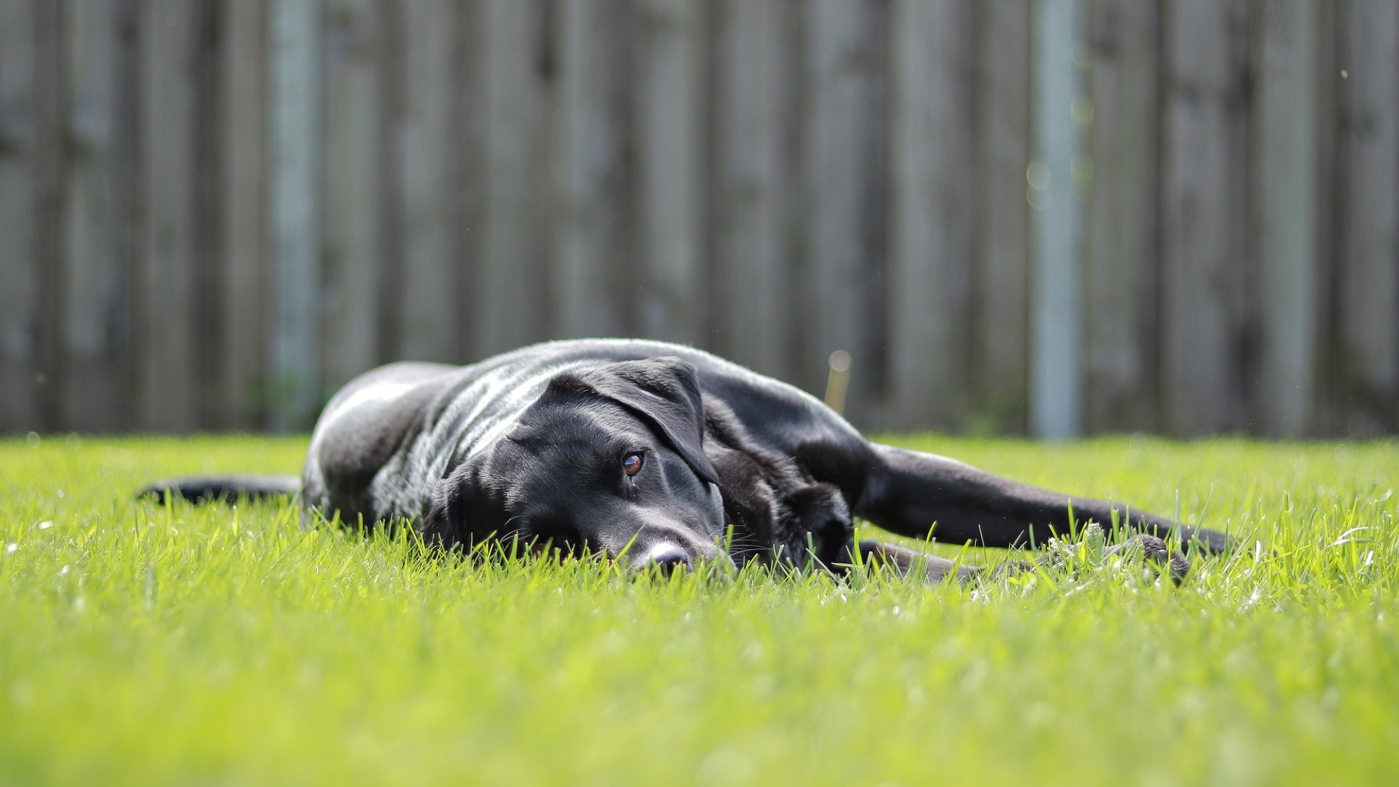 Erschöpfter Hund? Ein Sonnenstich kann die Ursache sein.