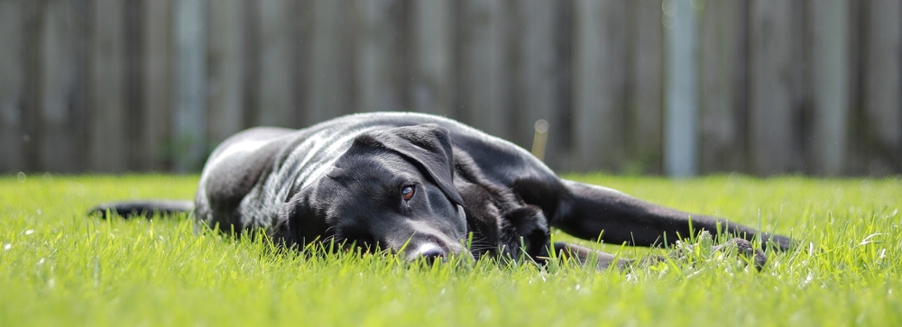 Erschöpfter Hund? Ein Sonnenstich kann die Ursache sein.