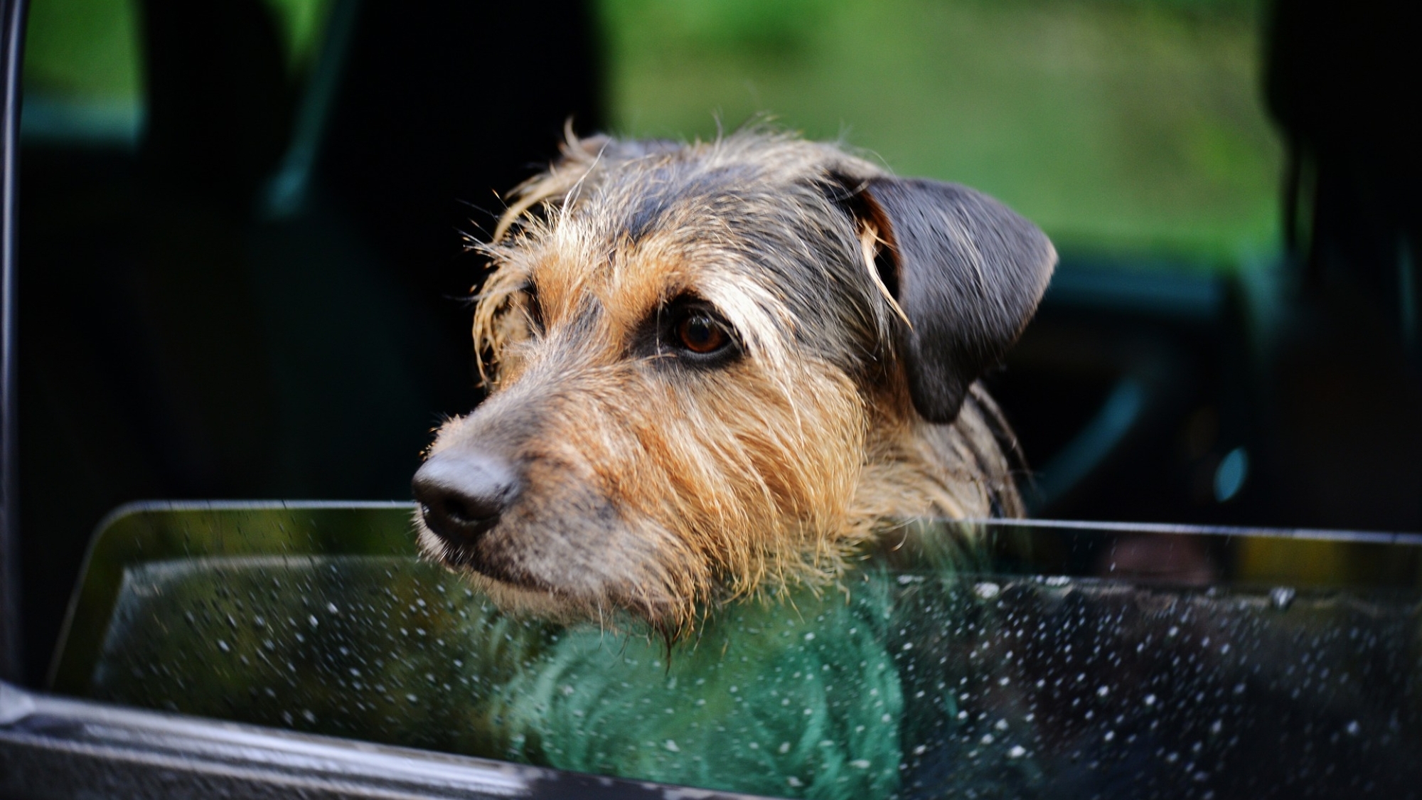 Wie sollte der Hund im Auto transportiert werden?