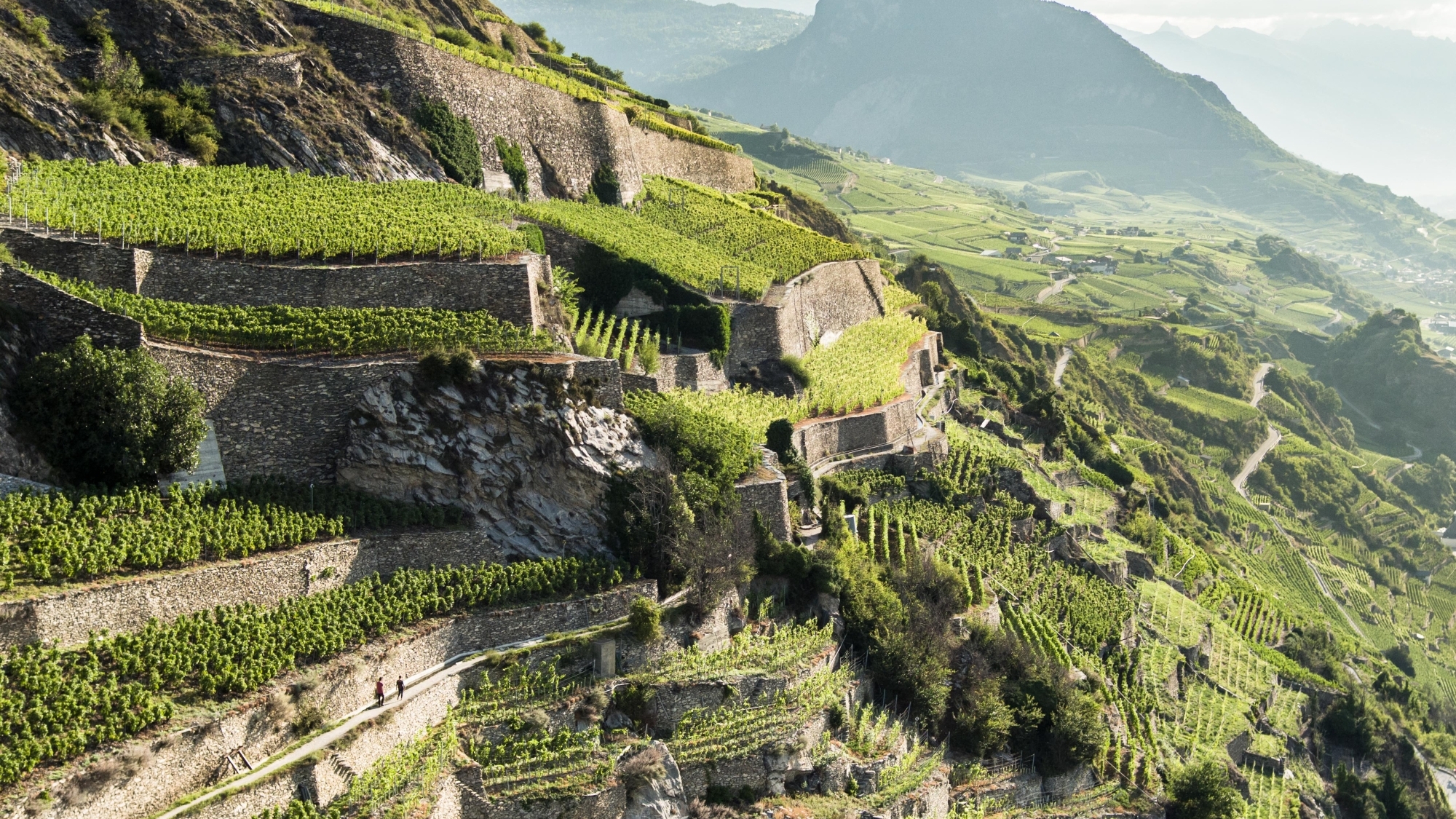 Weinberge in Anzère