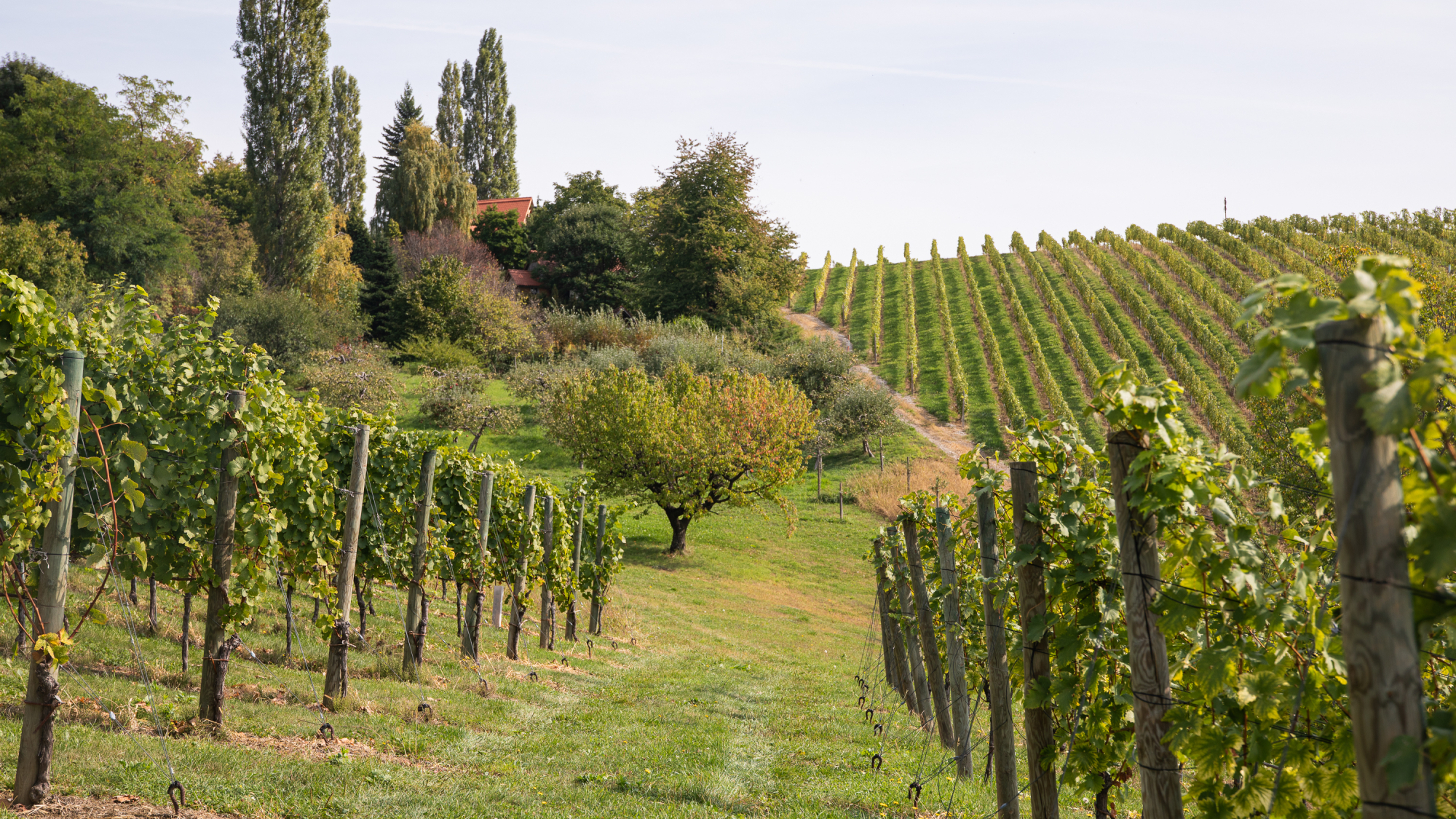 Urlaub mitten in den Weinbergen