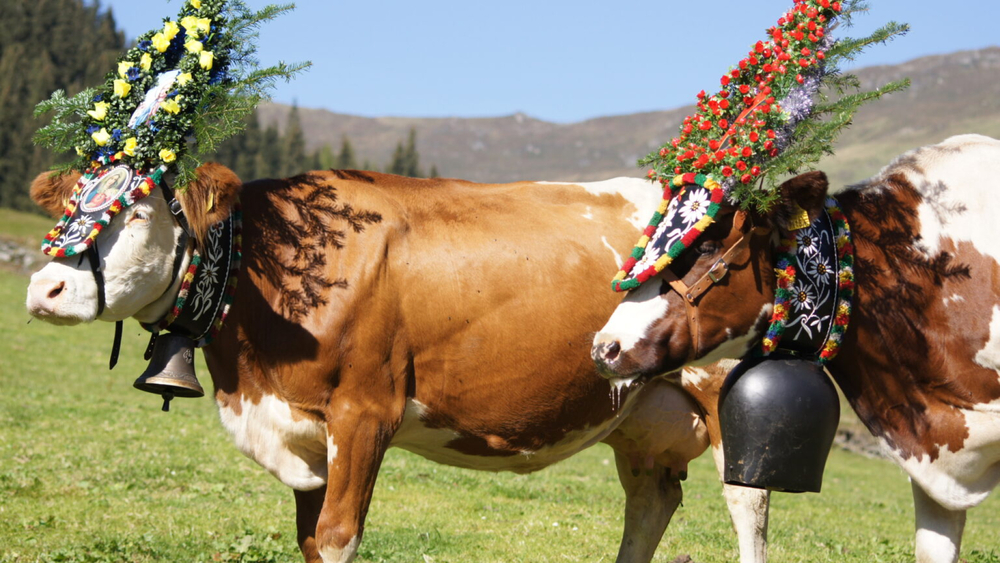 Almabtrieb in Zell & Gerlos in der Zillertal Arena