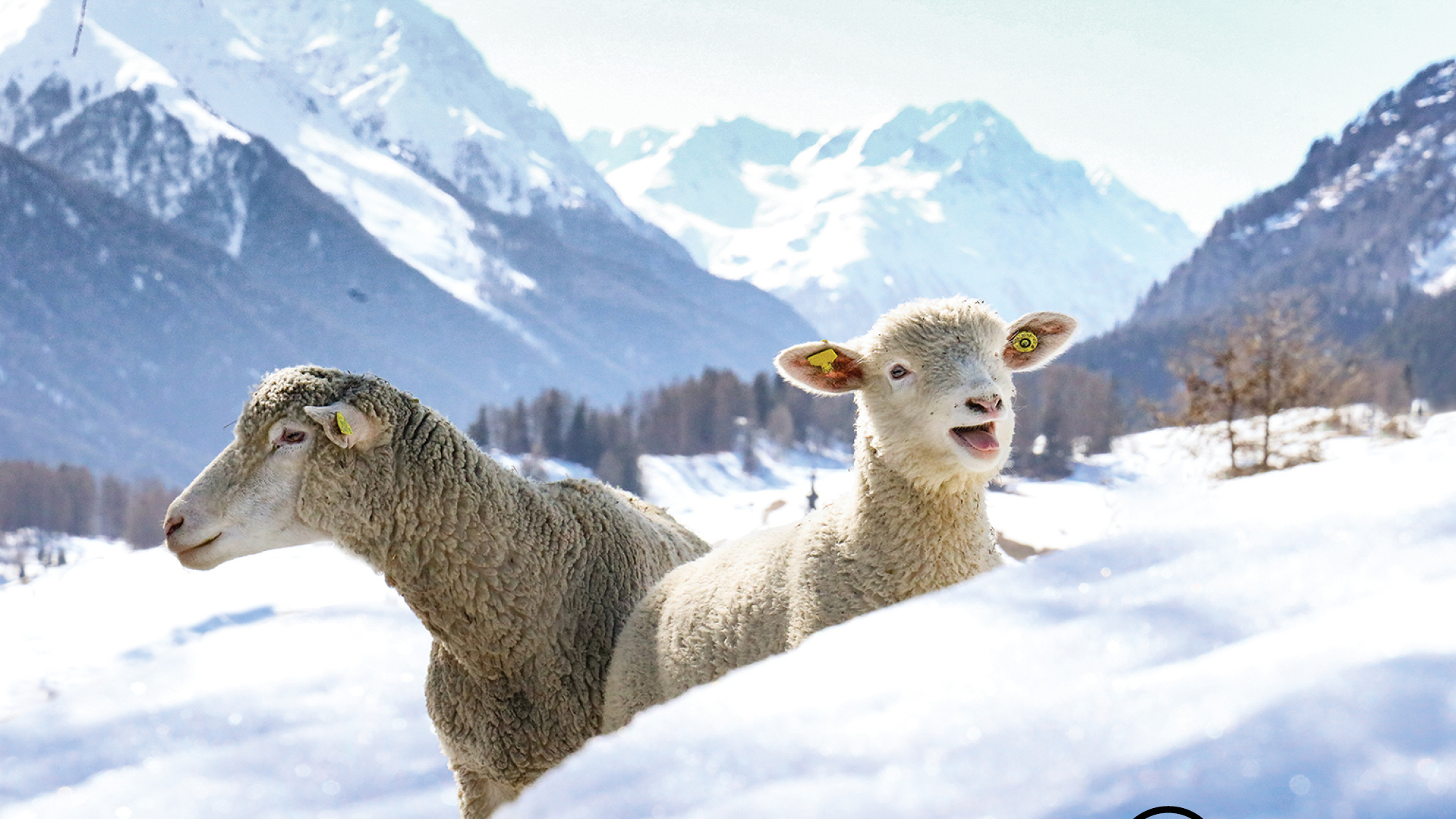 Wolle von glücklichen Schafen
