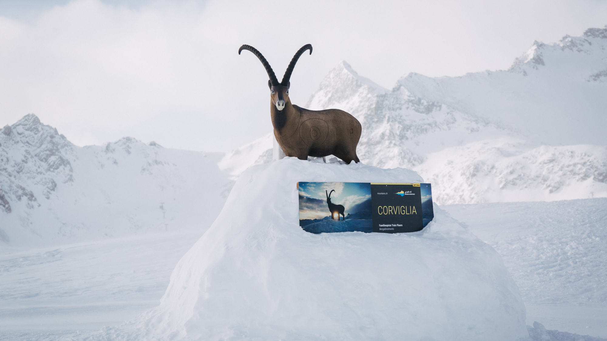 In Graubünden immer allgegenwärtig: der Steinbock