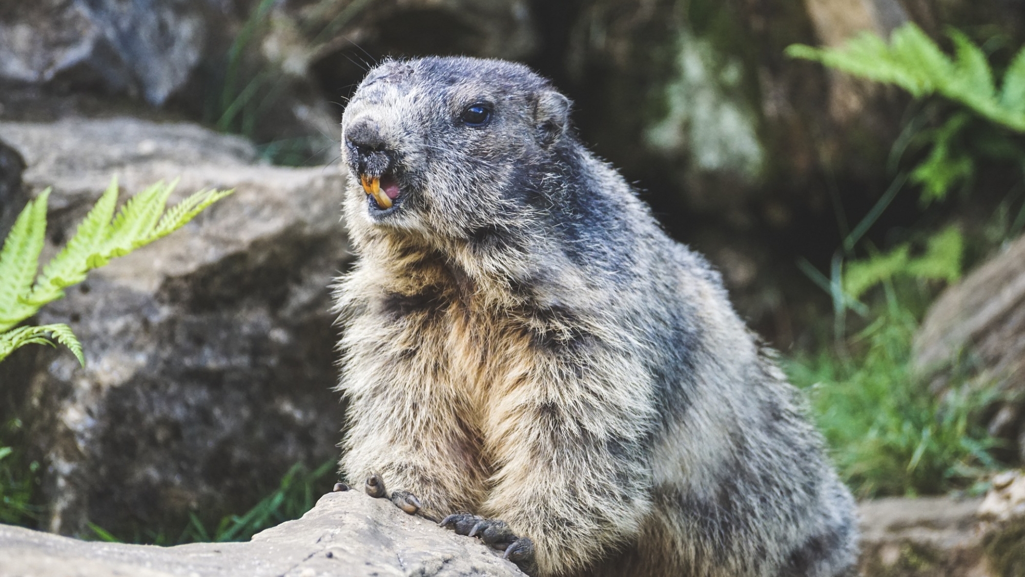 Leben im Gebiet des Großglockners: Murmeltiere