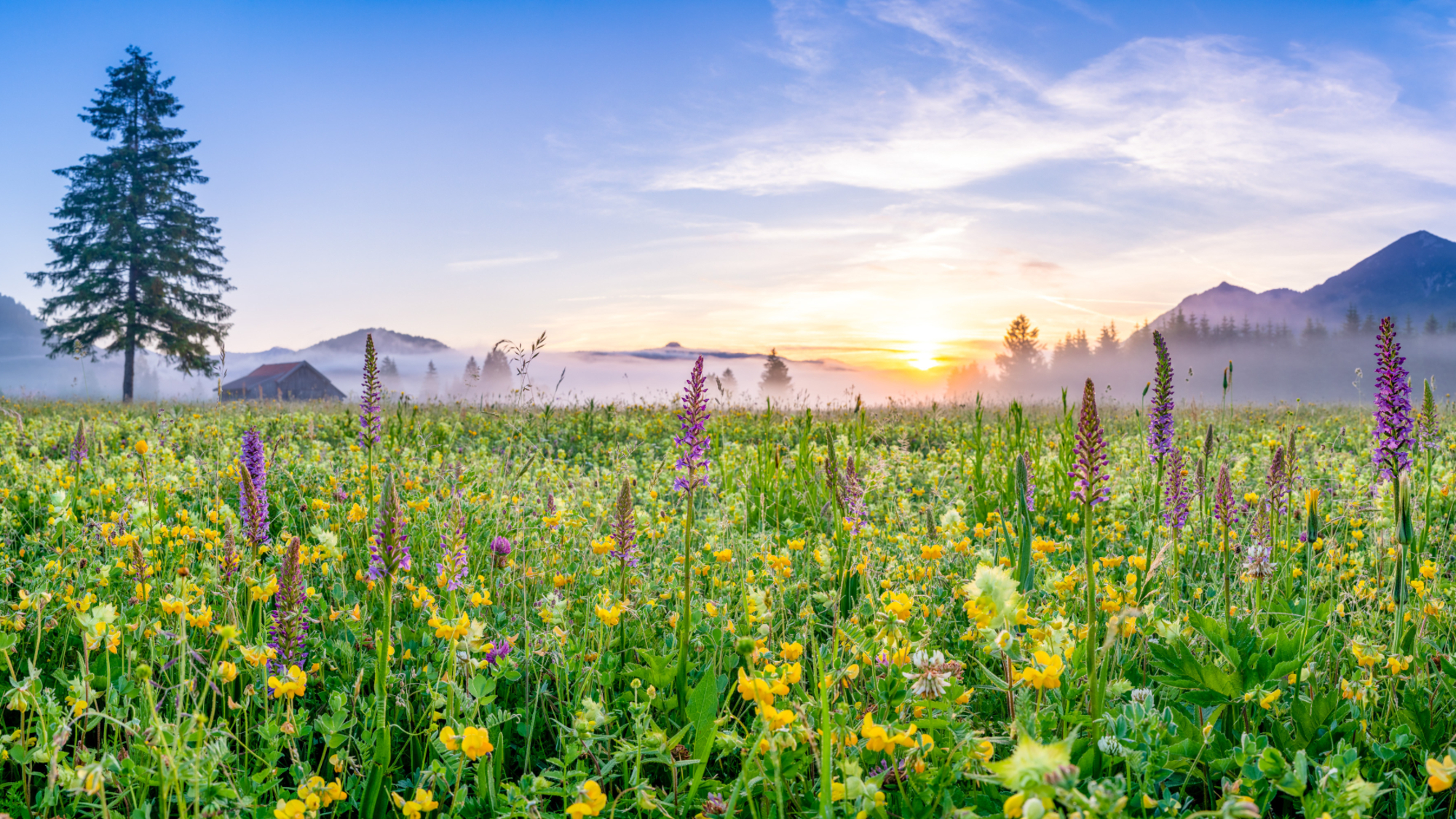 Blumenpracht in der Zugspitz Region