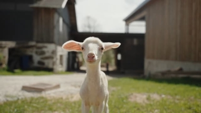 Richtig Bock auf Schaf am Biohof Abraham - Urlaub am Bauernhof in Oberösterreich