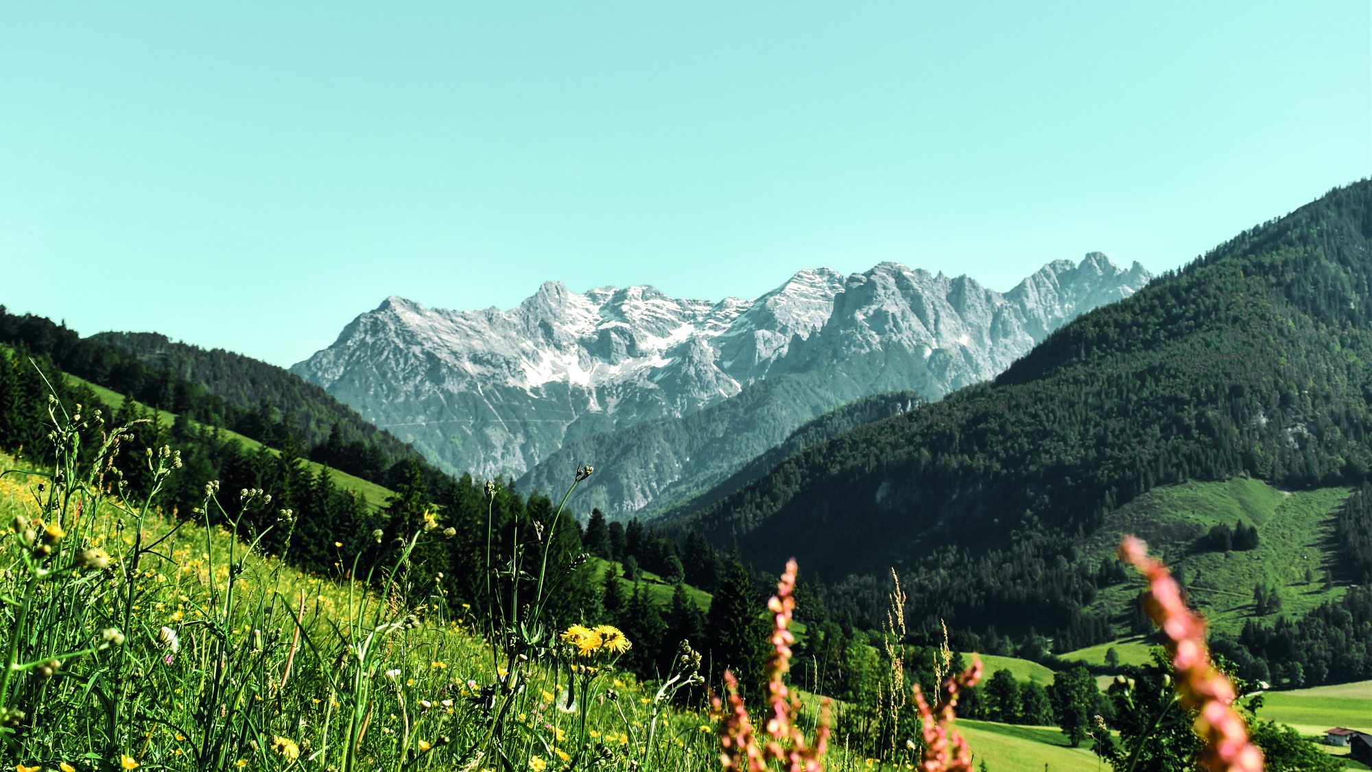 Frühsommer in den Kitzbüheler Alpen