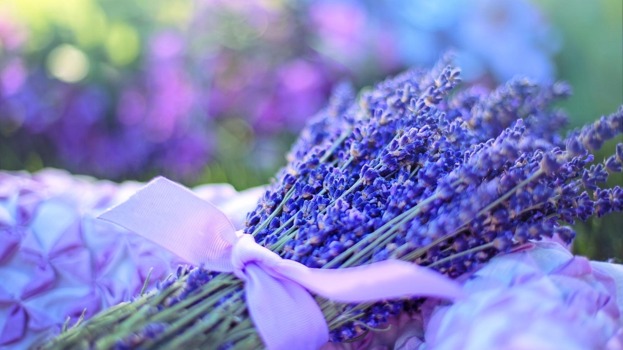 Lavendel