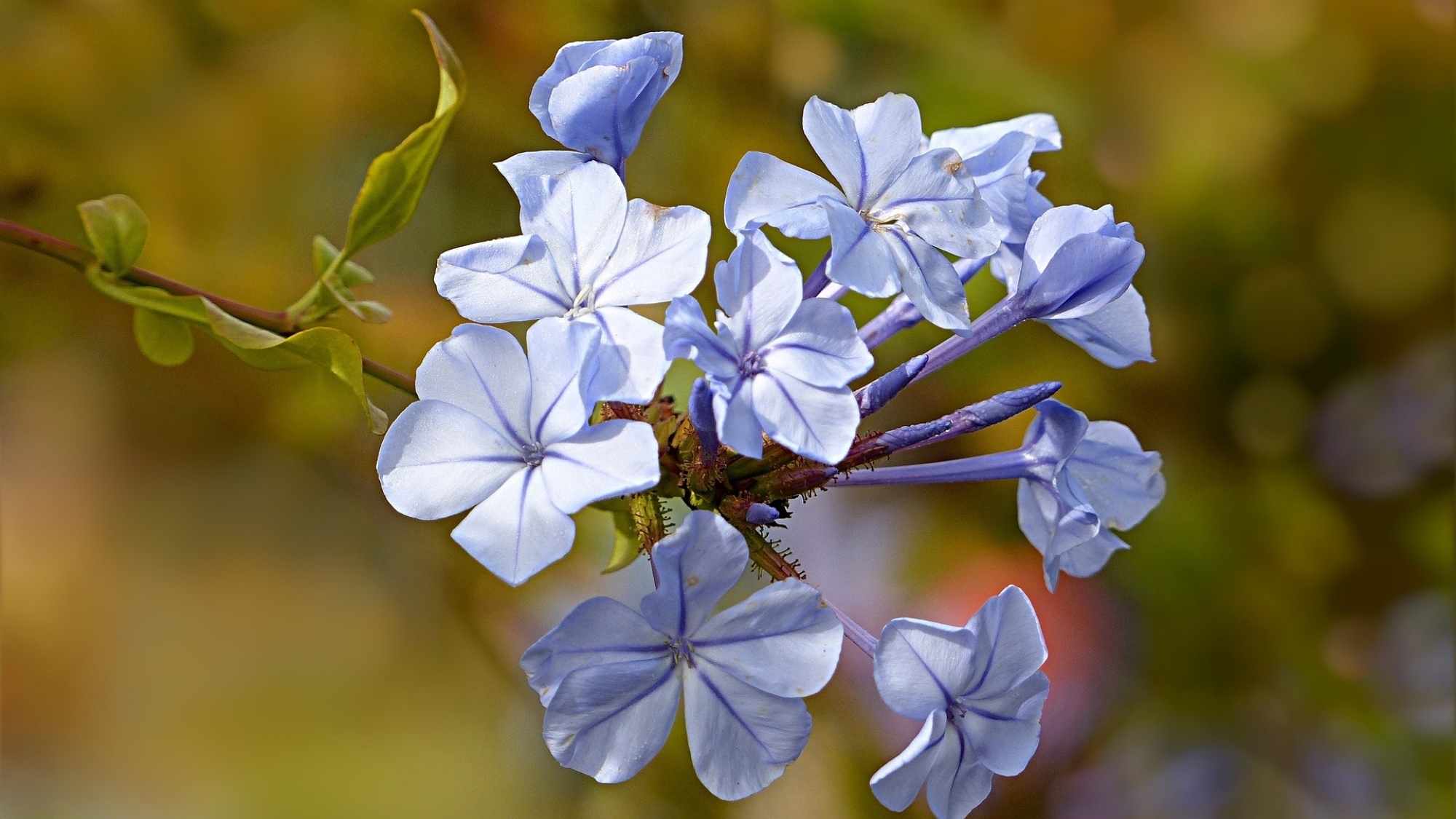 Für Bachblütebehandlungen werden verschiedenste Blumenessenzen verwendet