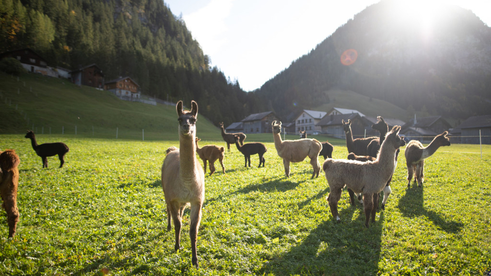Lamas auf dem Liechtenstein-Weg Triesenberg