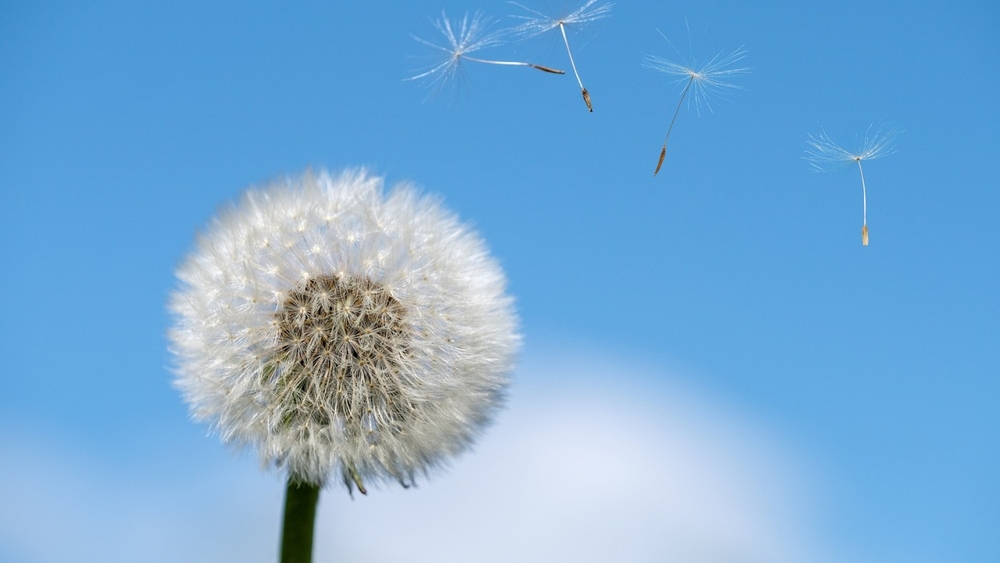 Im Frühling und Frühsommer ist Pollenflug-Hochzeit
