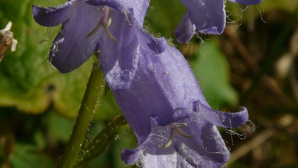 Bärtige Glockenblume