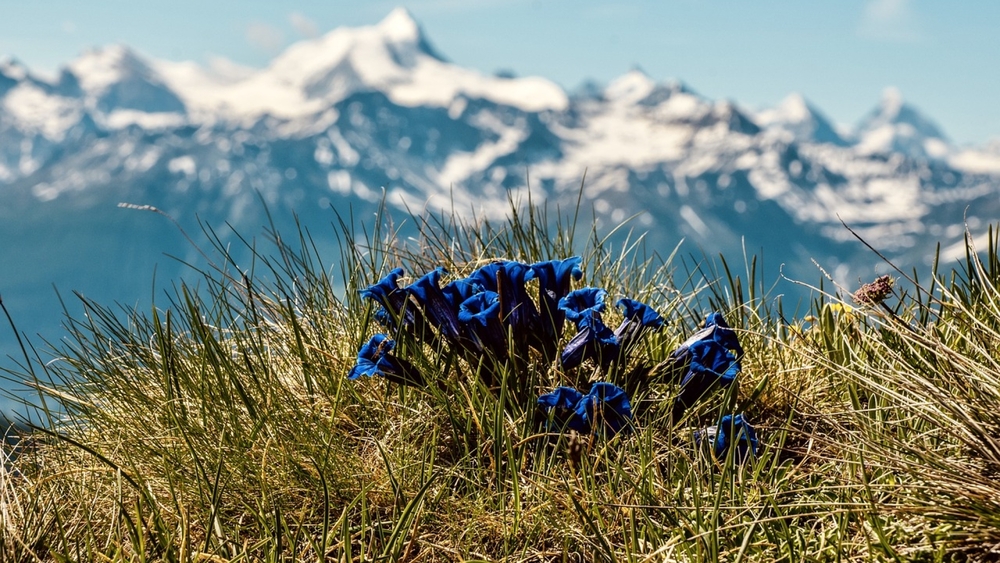 Enzian vor Alpenpanorama