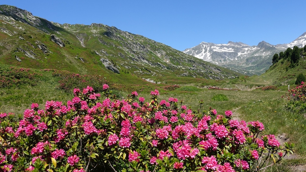 Alpenrose