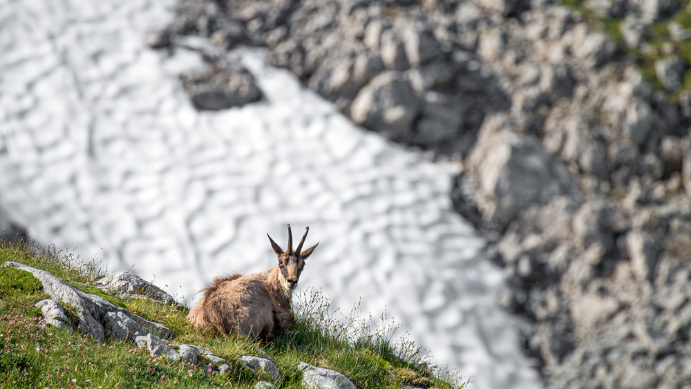 Steinbock im Nationalpark Berchtesgaden