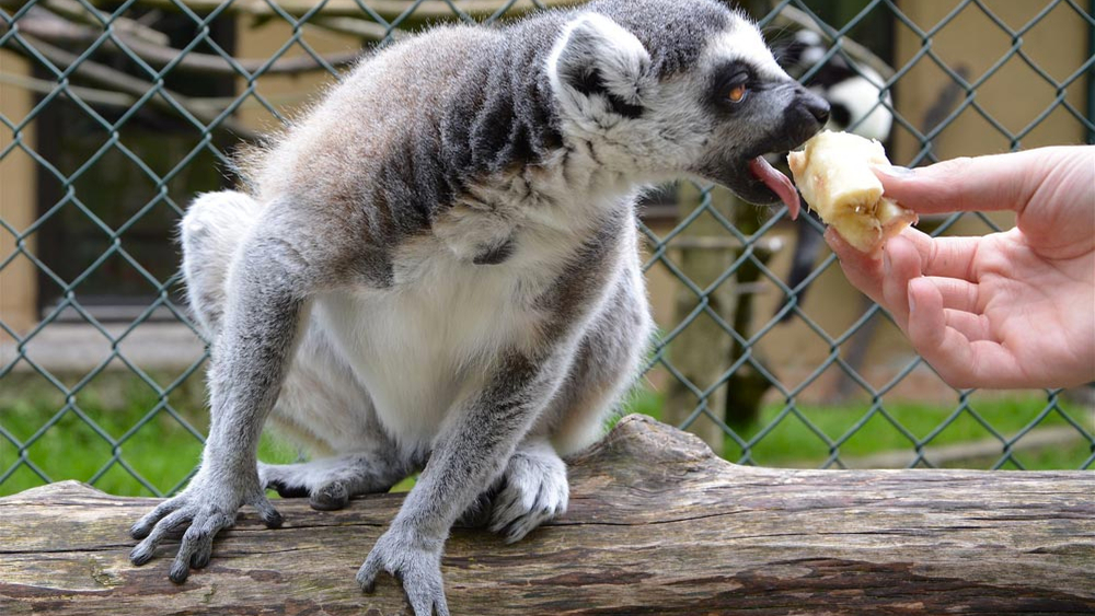 Fütterung eines Kattas