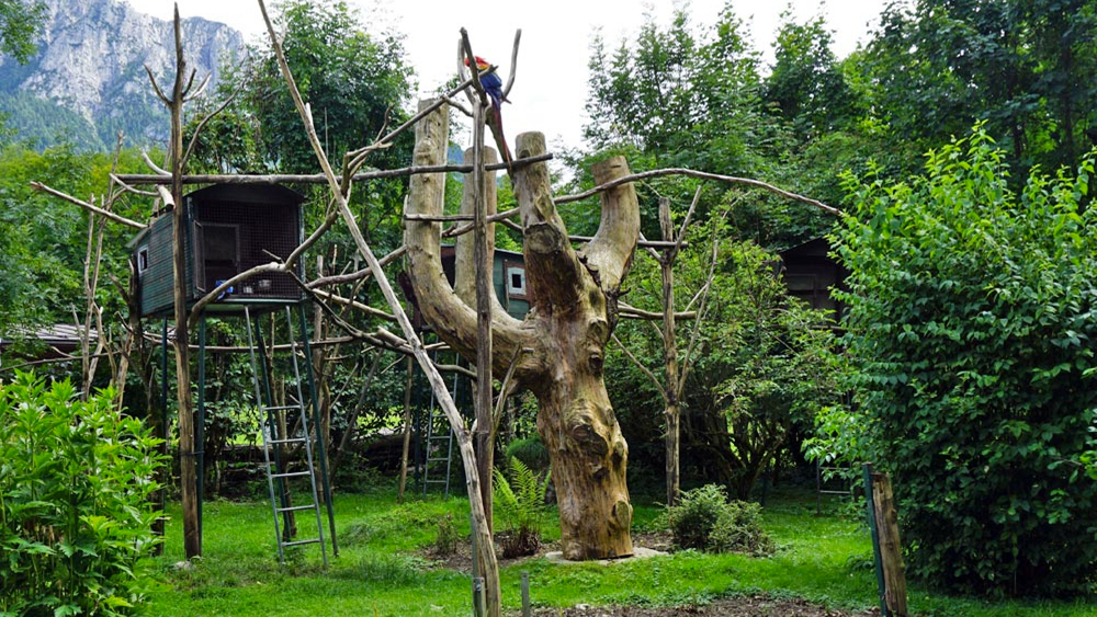 Aras dürfen auf dem Gelände frei fliegen