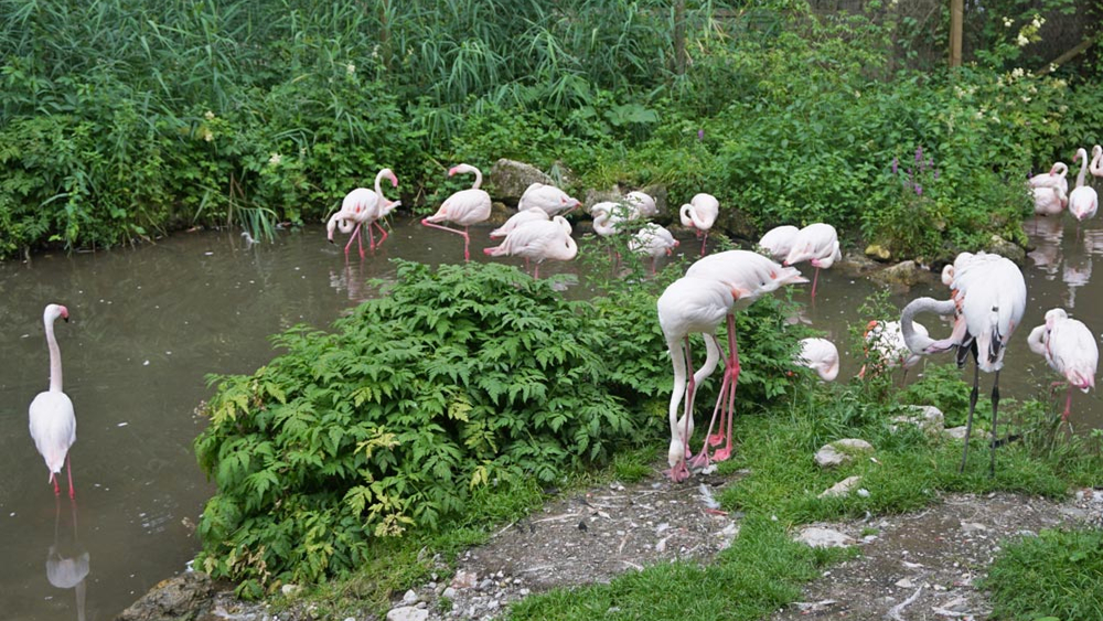 Flamingos im Raritätenzoo Ebbs
