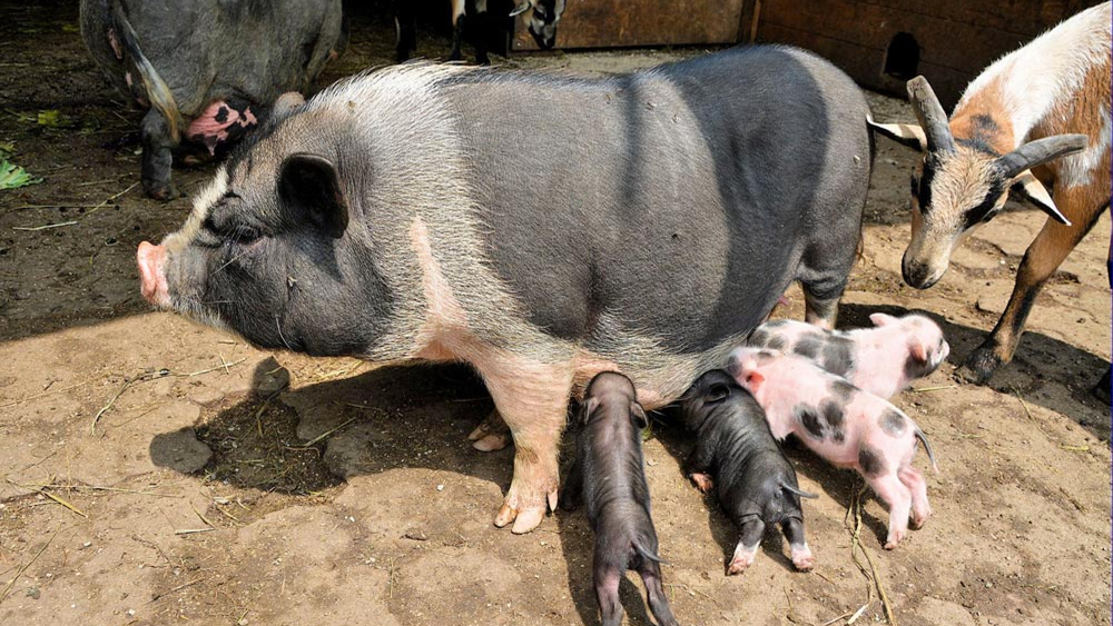 Hängebauchschwein mit Ferkeln im Raritätenzoo Ebbs