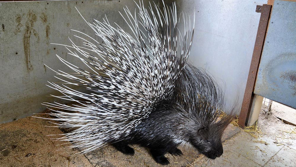 Stachelschwein im Raritätenzoo Ebbs