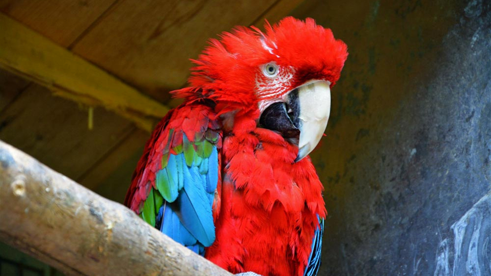 Ara ruht auf einem Ast