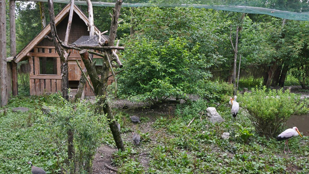 Die große Voliere der Kraniche