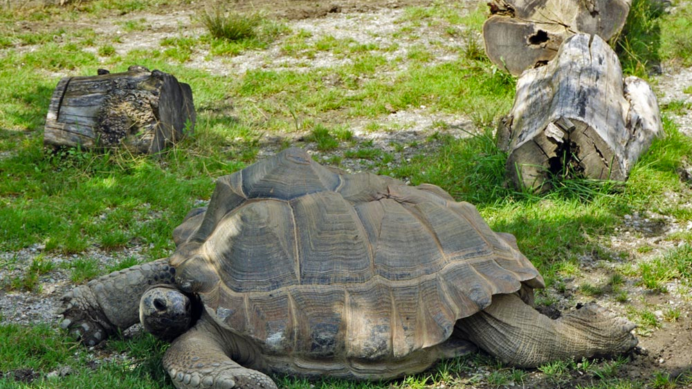 Die Morlas Riesenschildkröten