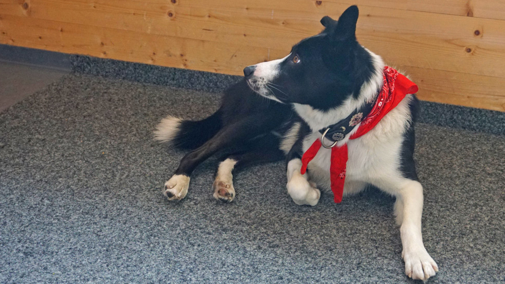 Lawinenhund in Ausbildung Chico