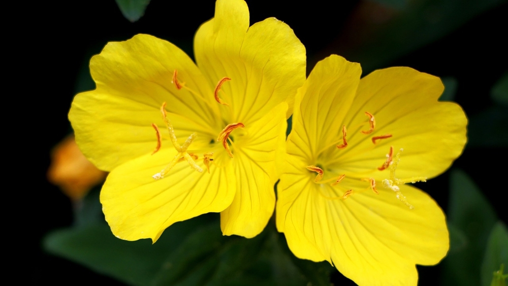 Aus dem Samen einer Nachtkerze wird ein Öl gewonnen, welches pflegend für die Haut ist und zur Behan