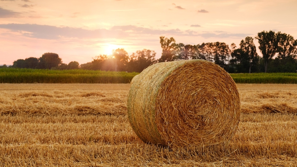 Wärmebehandlungen mit Heu wirken entschlackend und schweißtreibend auf den Körper.