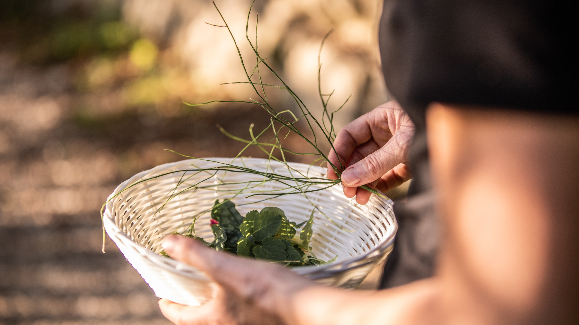 Beim Chiemgauer Wanderherbst die regionalen Wildkräuter erkennen, bestimmen, sammeln und schmecken