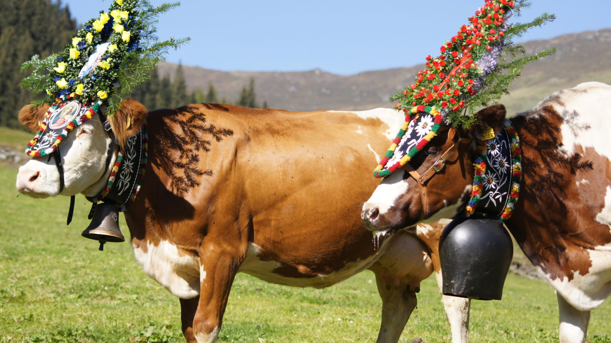 Der traditionelle Almabtrieb in Zell-Gerlos in der Zillertal Arena am 23. September 2023