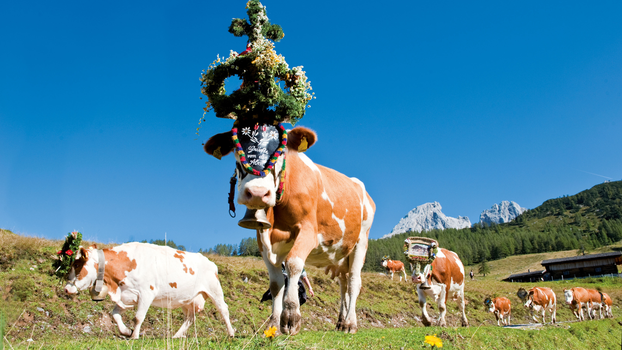 Almabtrieb in Filzmoos