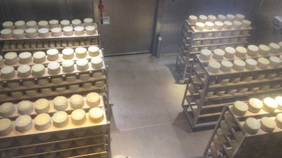 Graukäse bei Reifen in der Erlebnissennerei Zillertal