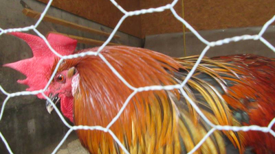 Hahn in der Erlebnissennerei Zillertal