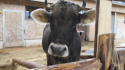 Glückliche Kuh in der Erlebnissennerei Zillertal