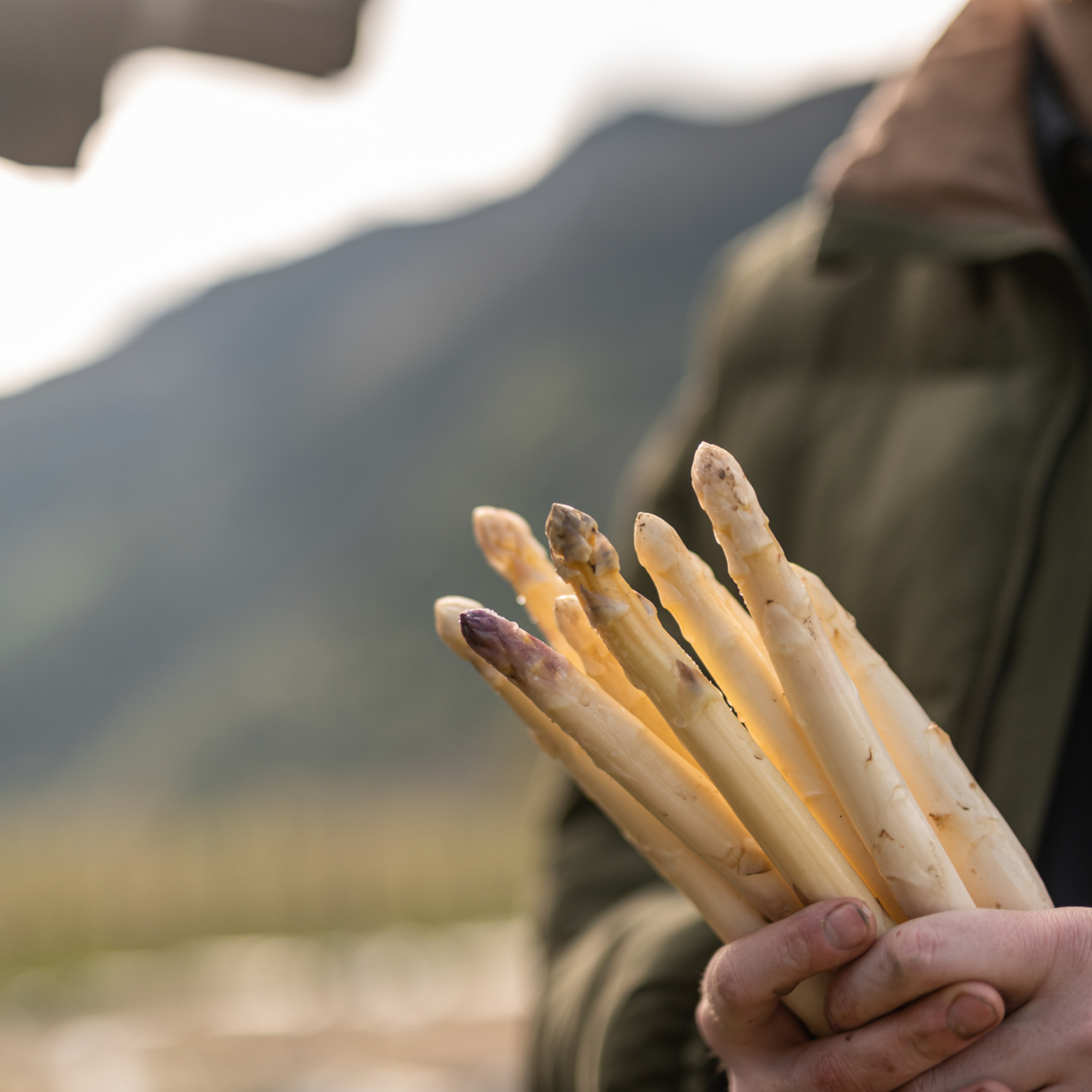 Spargelzeit im Vinschgau