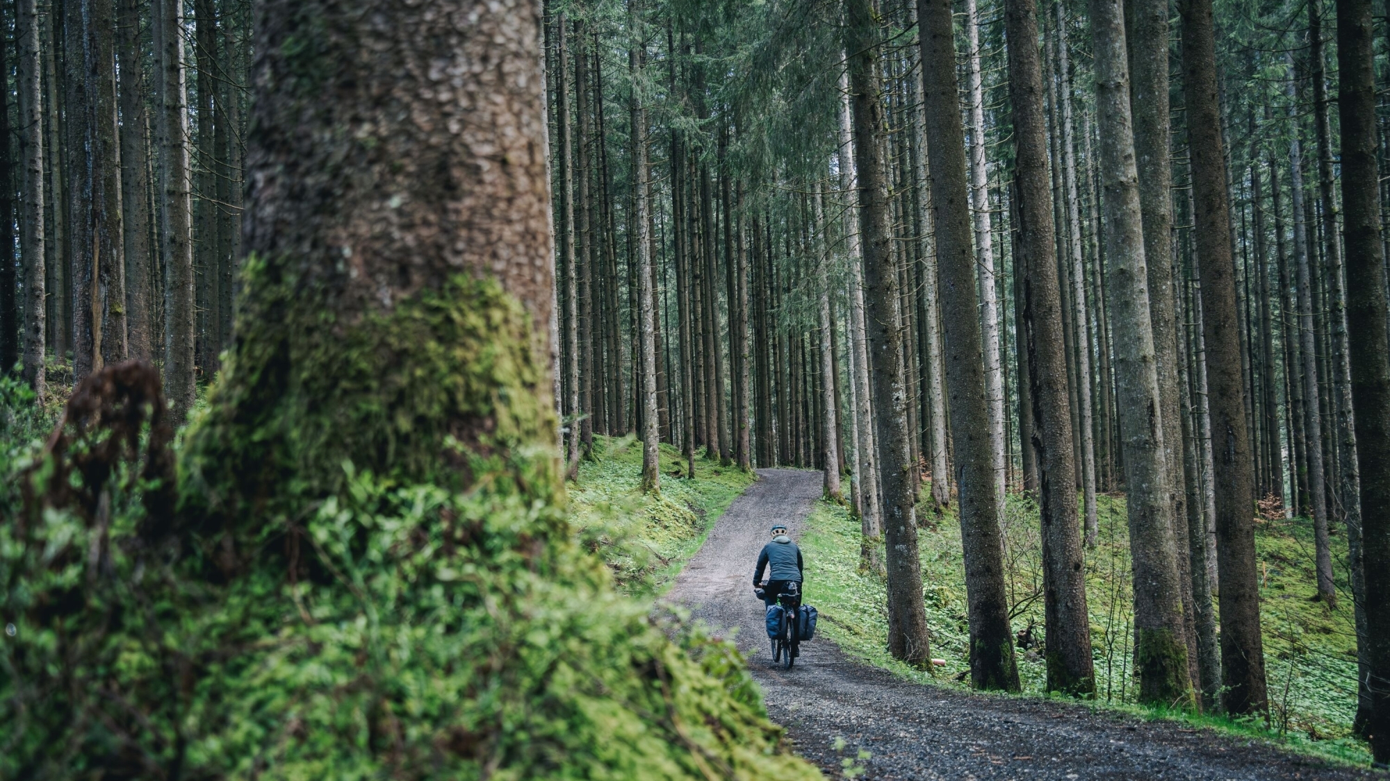 Im Wald kann man wunderbar zur Ruhe kommen