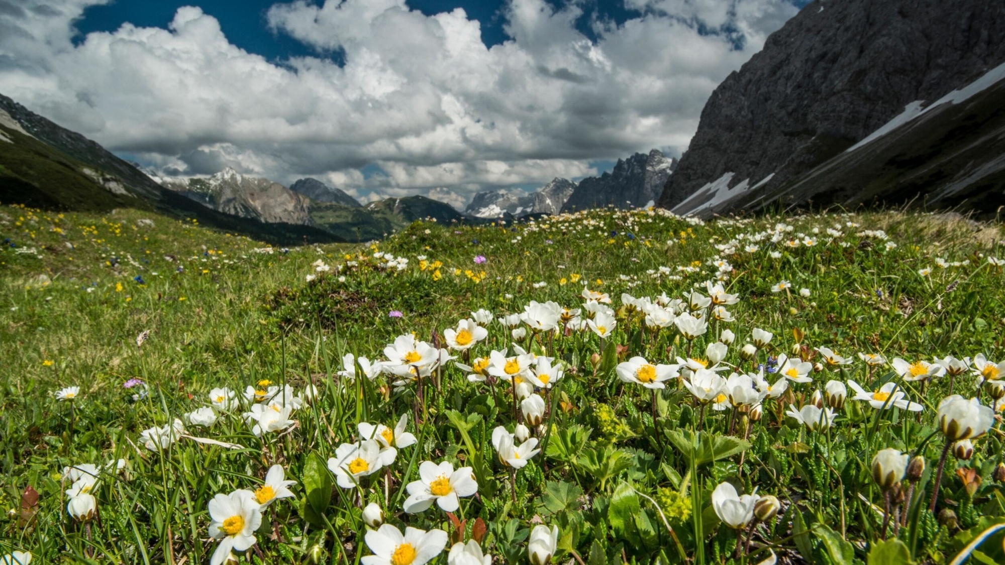 Blumenwiese bei Seefeld-Leutasch