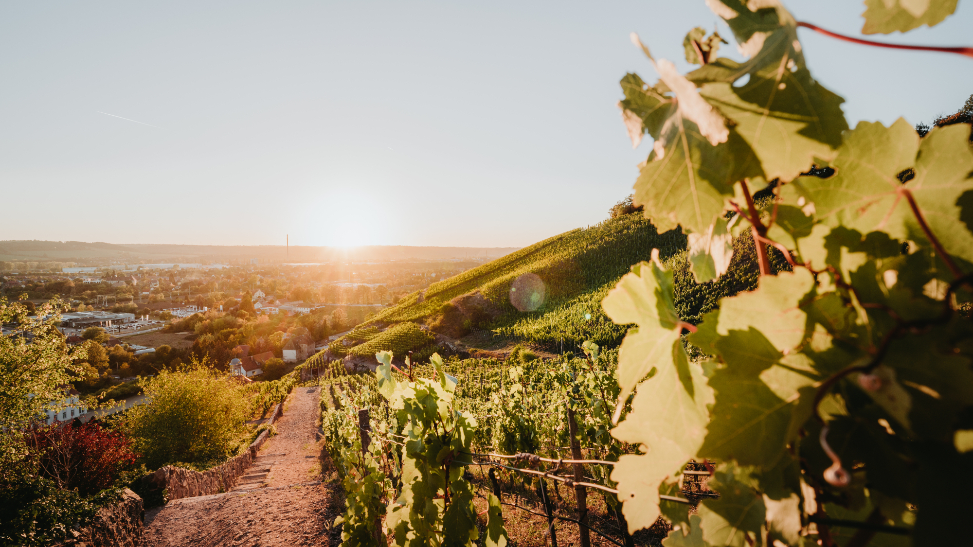 Der Sächsische Weinwanderweg