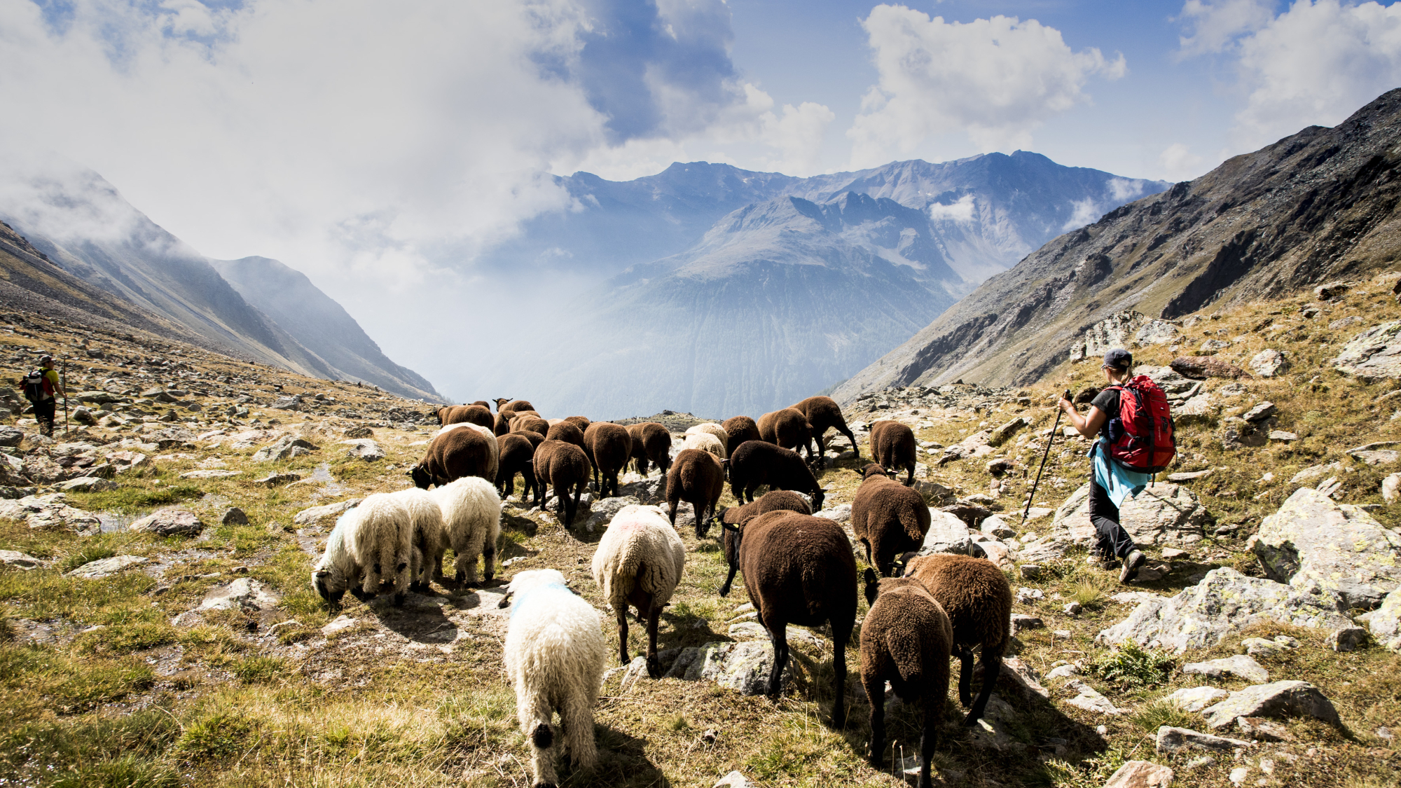 Transhumanz im Schnalstal, einer der ältesten und spektakulärsten Schafübertriebe des gesamten Alpenraumes.