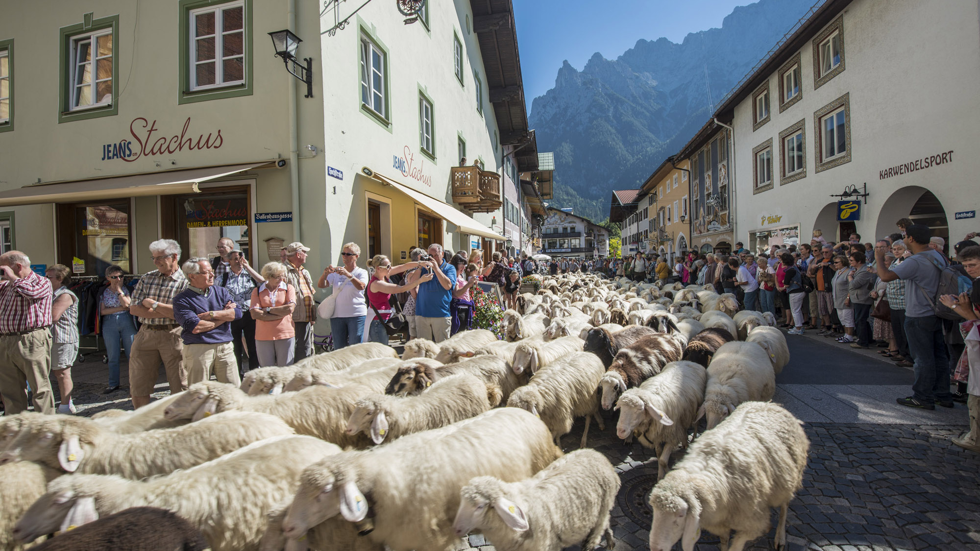 Schafabtrieb in Mittenwald