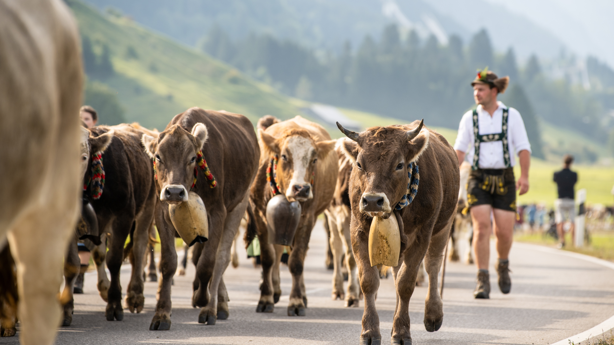 Viehsteid Oberstdorf 2023
