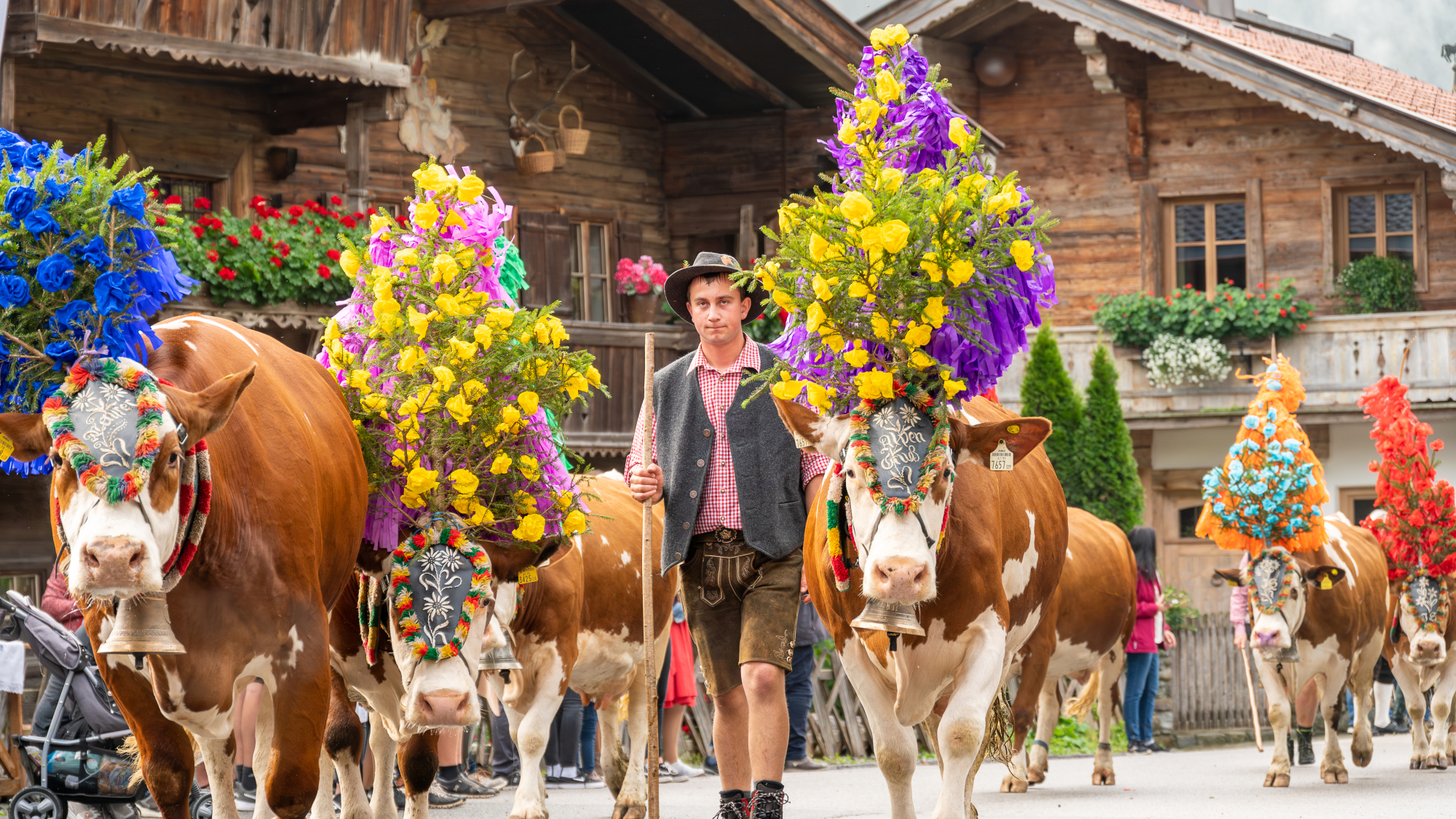 Das Vieh der Region Hohe Salve kehrt im Herbst beim Almabtieb zurück ins Tal 