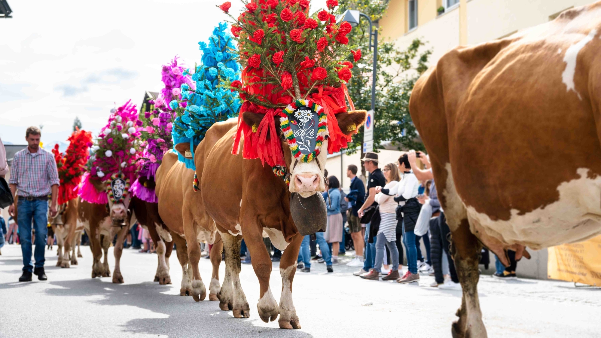 Das Vieh verlässt geschmückt die Alm und kehrt ins Tal zurück