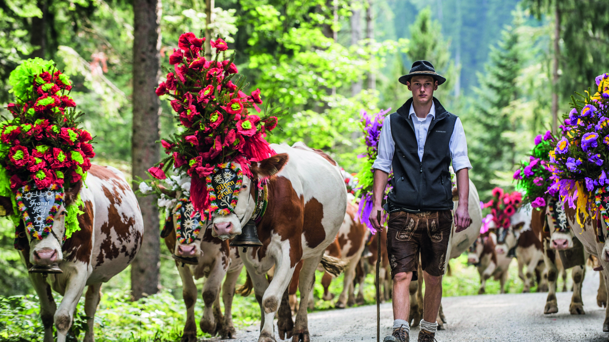 Geschmücktes Vieh beim Almabtrieb in Söll