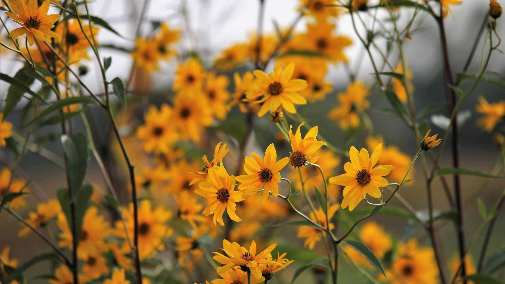 Arnika-Blumen werden in den Alpen gerne als Basis für verschiedene Wellnessanwendungen genutzt.